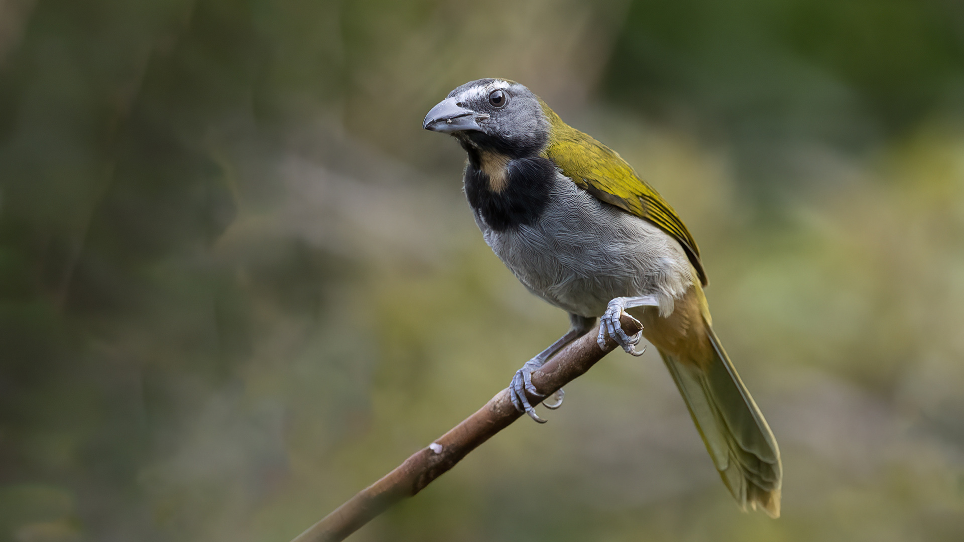 Buff-throated Saltator